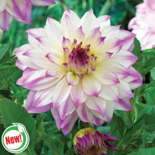 Ferncliff Illusion Dahlia Thumbnail